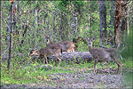 Arkansas Deer