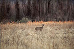Arkansas Deer