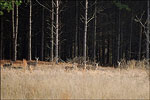 Arkansas Deer