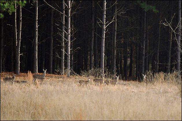Arkansas Deer