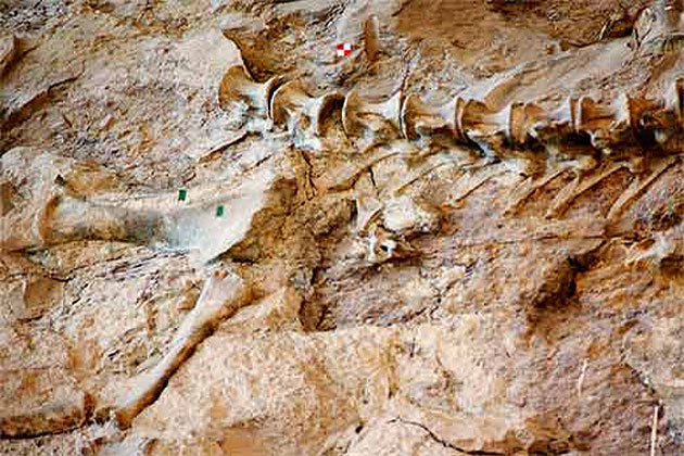 Dinosaur Bones