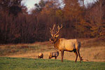 Elk