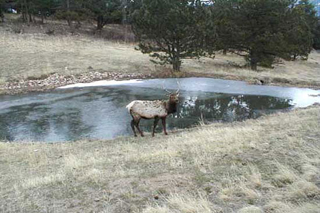 Elk