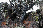 Tree growing out of Lava