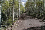 Aspen Grove