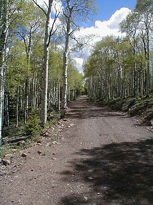 Aspen Grove