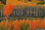 Autumn Aspens