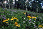 Wildflowers