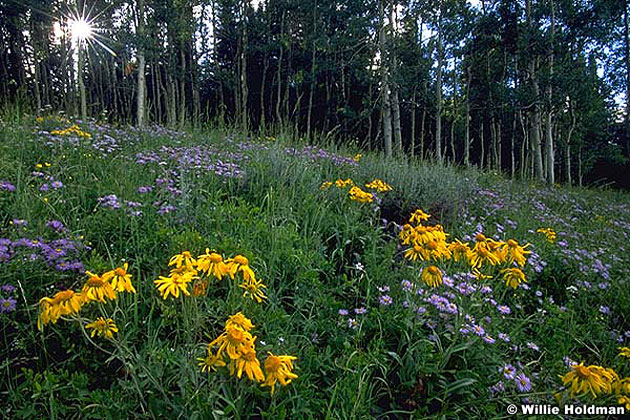 Wildflowers