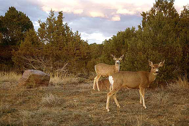 Mule Deer