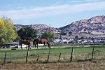 Horses near Manila