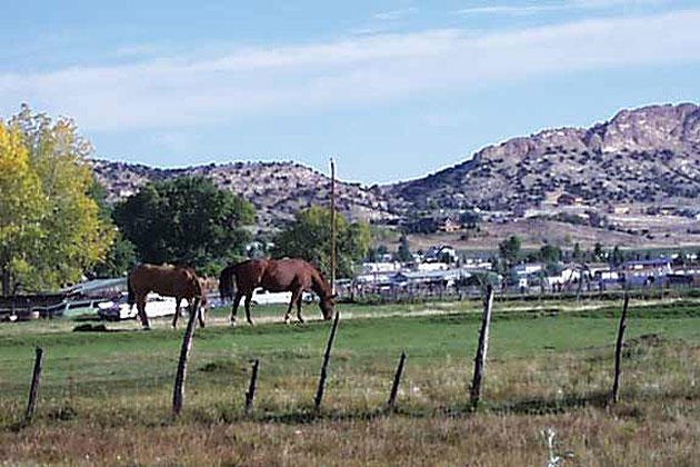 Horses near Manila