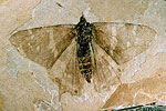 Florissant Fossil Beds