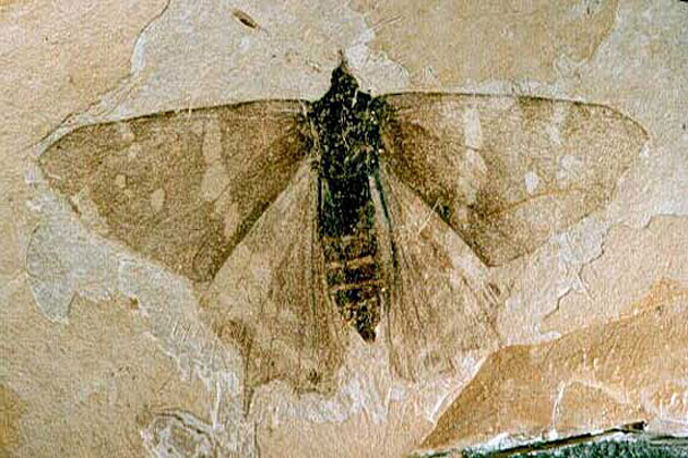 Florissant Fossil Beds