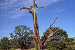 Petrified Sequoia