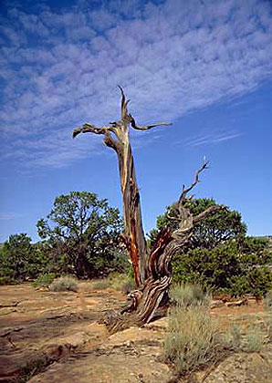 Petrified Sequoia