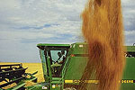 Wheat Harvester