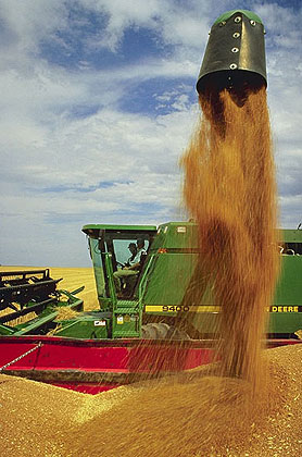 Wheat Harvester