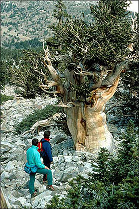 Bristlecone Pine