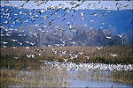 Holla Bend National Wildlife Refuge
