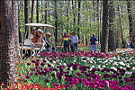 Garvan Woodland Gardens, Hot Springs