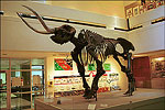 Arkansas State University Museum