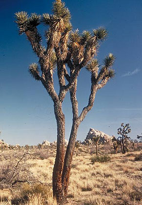 Joshua Tree