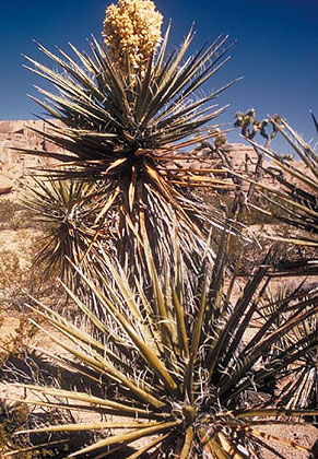 Joshua Tree