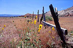 Nearby Meadow