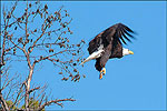 Eagle watching, Lake Ouachita State Park