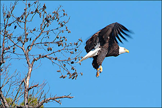 Eagle watching, Lake Ouachita State Park