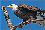 Eagle watching, Lake Ouachita State Park