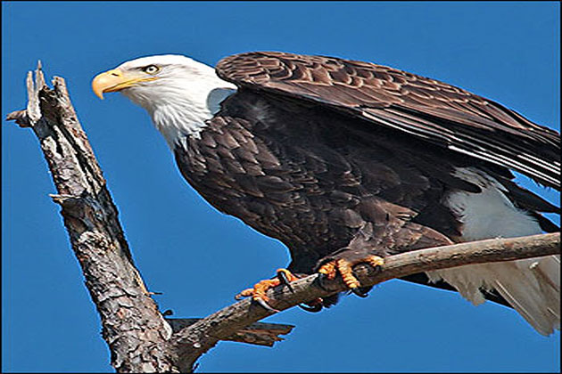 Eagle watching, Lake Ouachita State Park