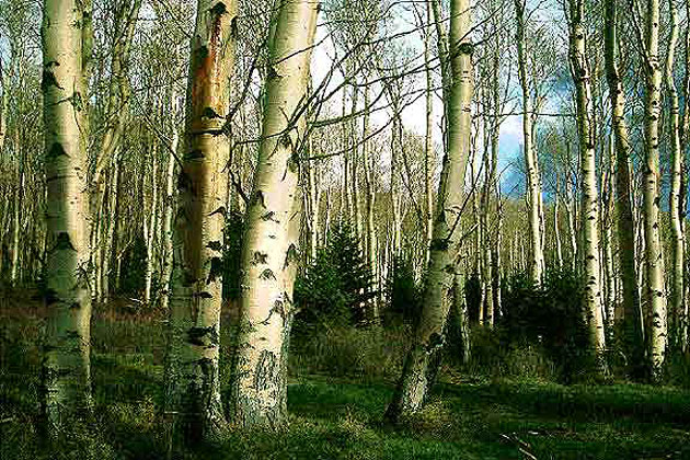 Aspen Forest