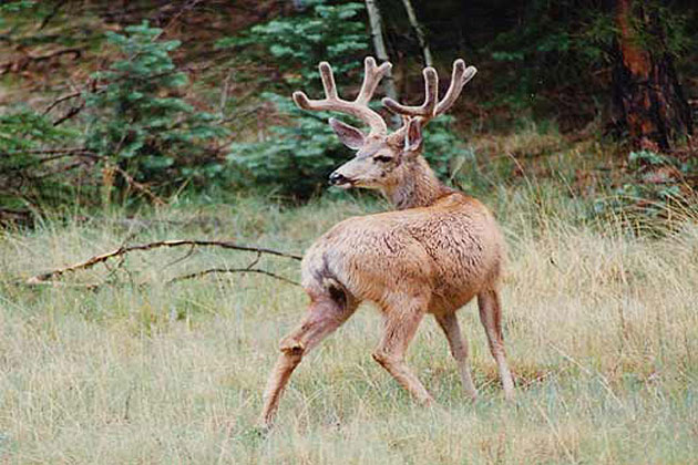 Mule Deer