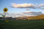 Timpanogos in Spring