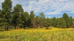 The Yellow Burst of Summer in Flagstaff