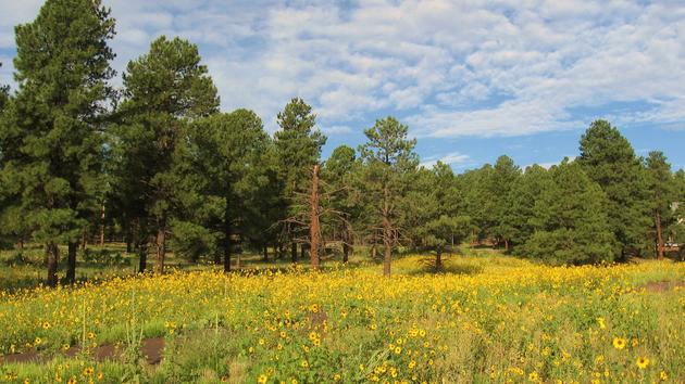 The Yellow Burst of Summer in Flagstaff