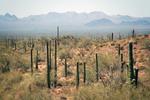 Organ Pipe Cactus National Monument