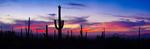 Saguaro National Park Sunset