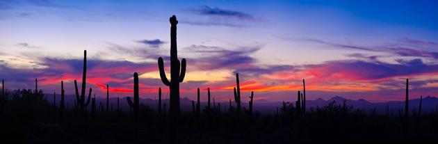 Saguaro National Park Sunset