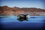 Dolphin off of Toyon Bay