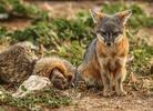 Island Fox