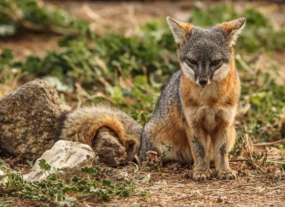 Island Fox