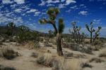 Joshua Trees