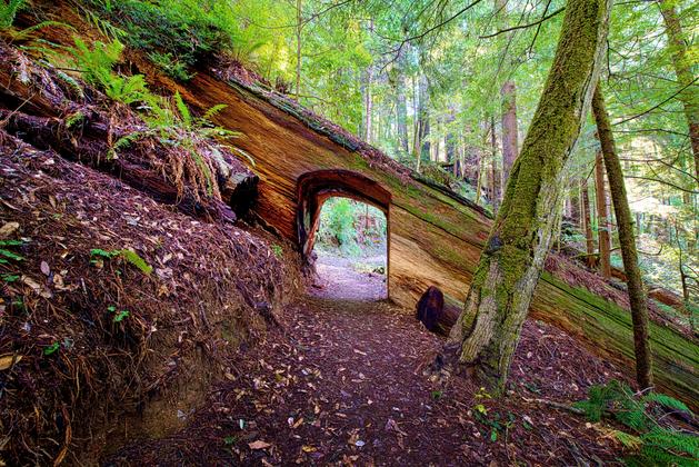 Redwood National Park Tall Trees Grove Trail_HDR6