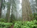 Ferns and Fog