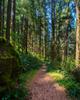 Skunk Cabbage Creek Trail