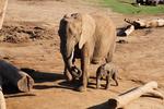 Elephants at San Diego Zoo