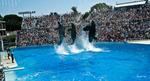 Shamu Show at SeaWorld